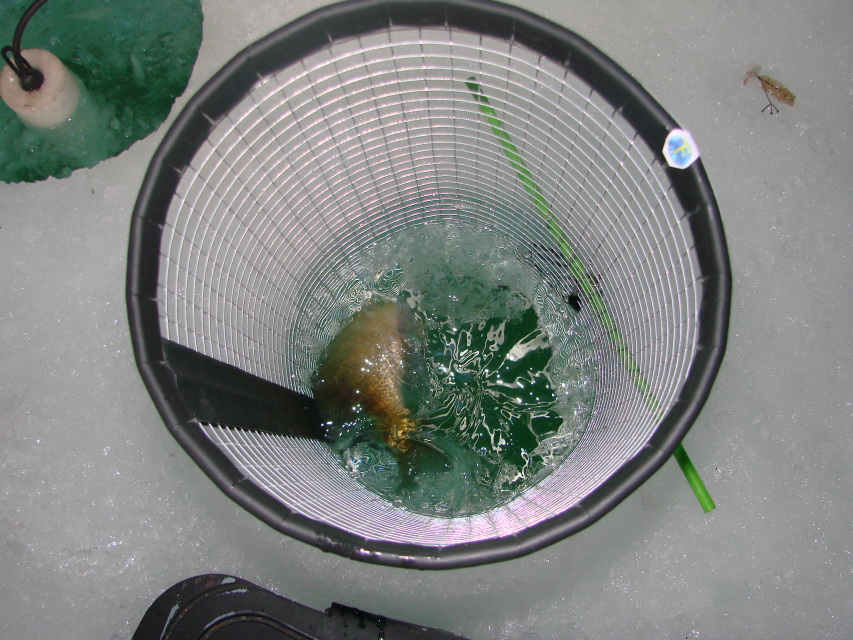 Crappie Coffin